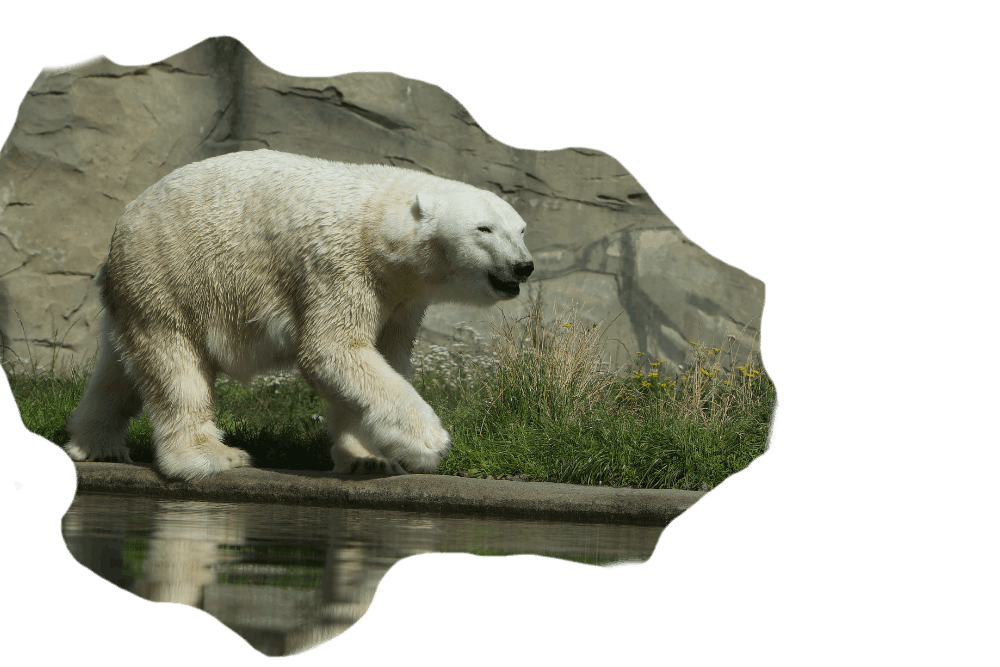 Eisbär am Wasser | Polar bear walks by the water | awm-websoft