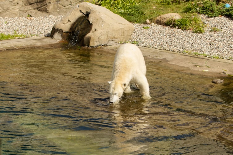 Eisbär säuft | Polar bear drinks | awm-websoft