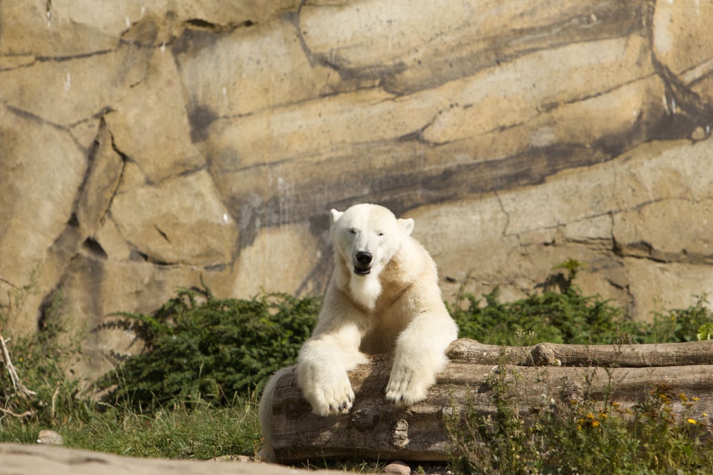 Eisbär sonnt sich | Polar bear sunbathing | awm-websoft
