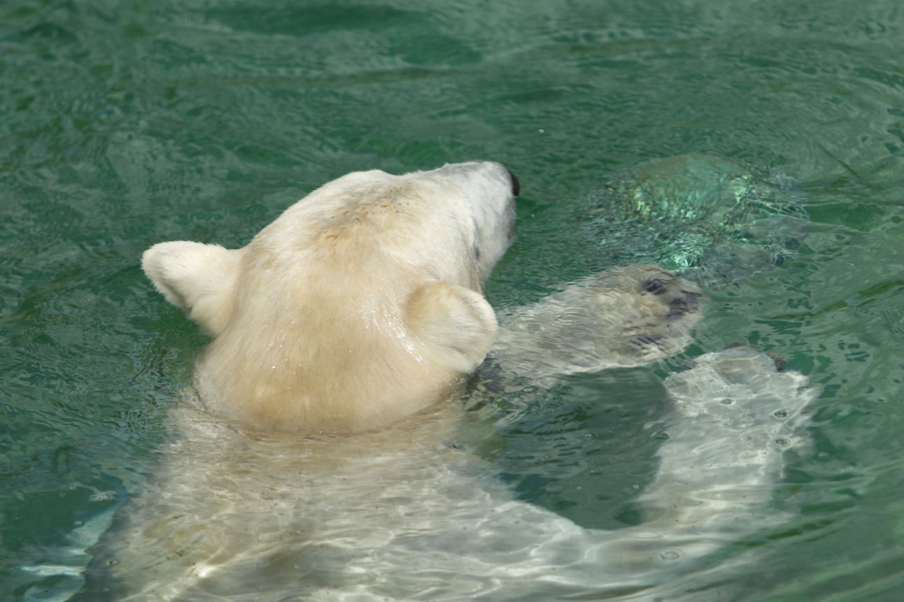 Eisbär am schwimmen | Polar bear swimming | awm-websoft