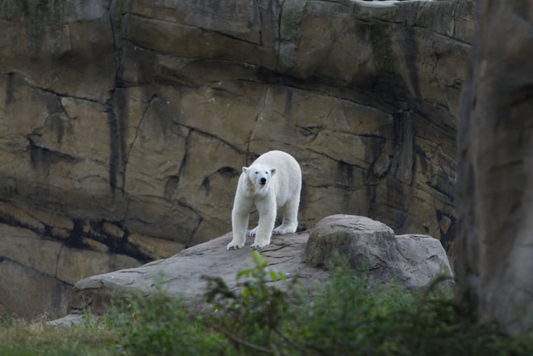 Eisbären Klimawandel Polar bear on a rock | awm-websoft