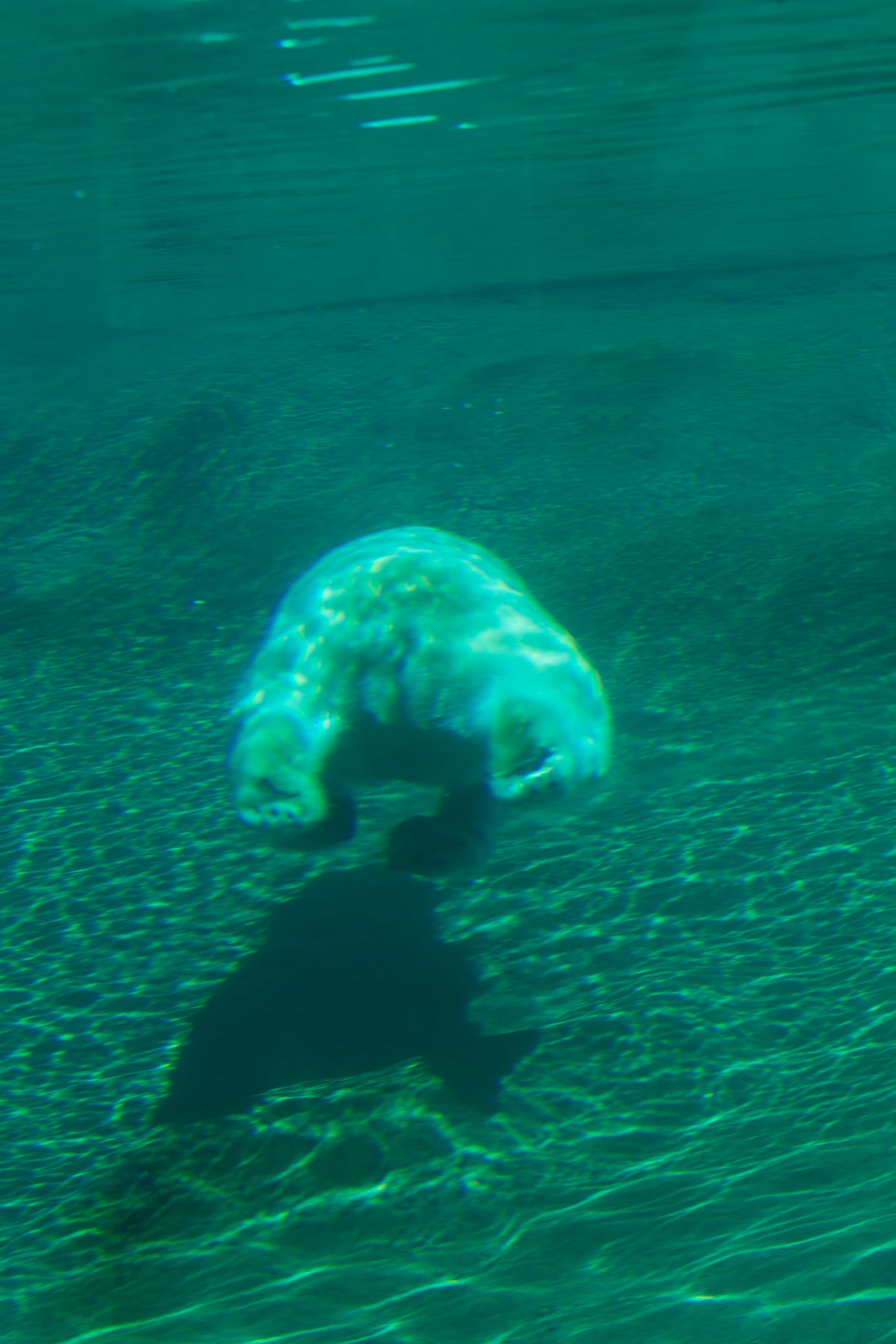 Eisbär taucht | Polar bear dives | awm-websoft