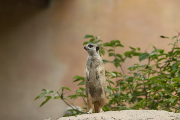 Erdmännchen ist wachsam | awm-websoft