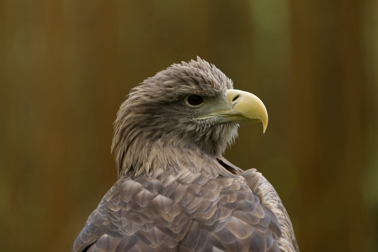 Adler ganz nah |  Eagle head | awm-websoft