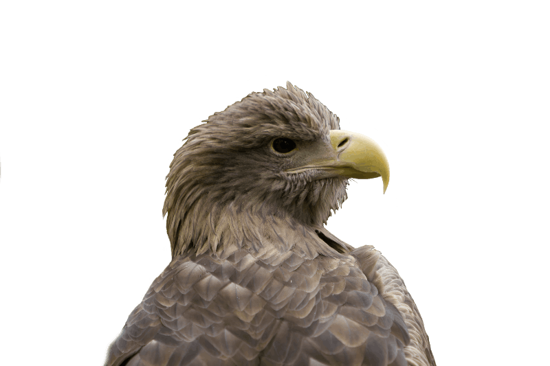 Adler ganz nah | Eagle head close | awm-websoft
