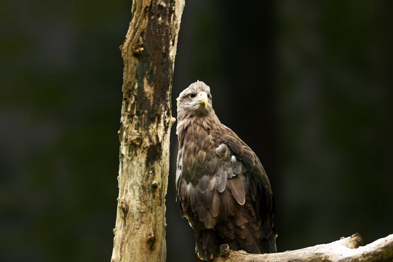 Adler beobachtet seine Umwelt | Eagle observes his environment | awm-websoft.de