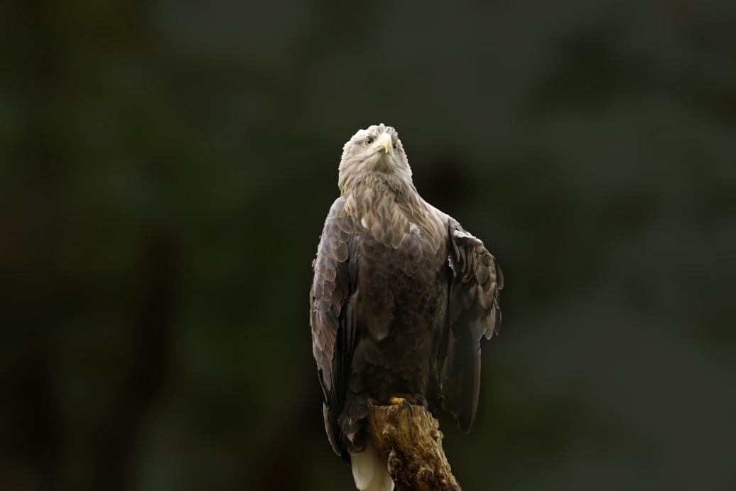 Adler auf dem Baum | Eagle on the tree | awm-websoft.de